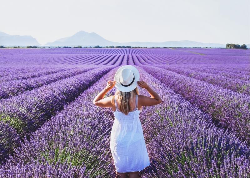 lavande-provence-france.jpg